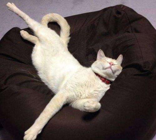 吃鸡皮肤爆料最新猫教官,吃鸡战场新宠,神秘皮肤首曝引期待